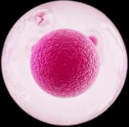 Cell 1